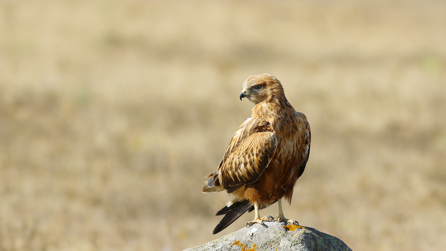 Long-legged Buzzard